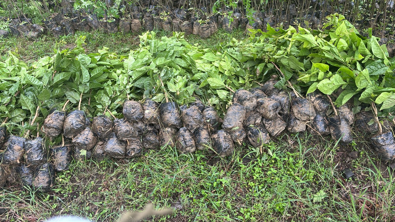 Tree plantation