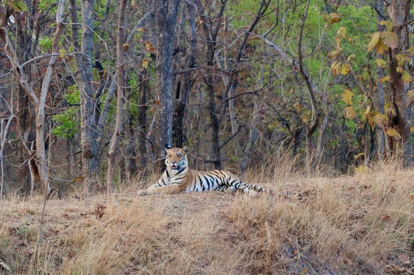 Tiger habitat in forest